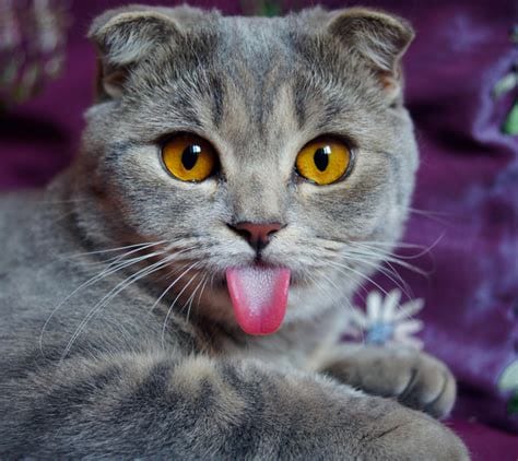 Photo of a cat with its tongue sticking out.